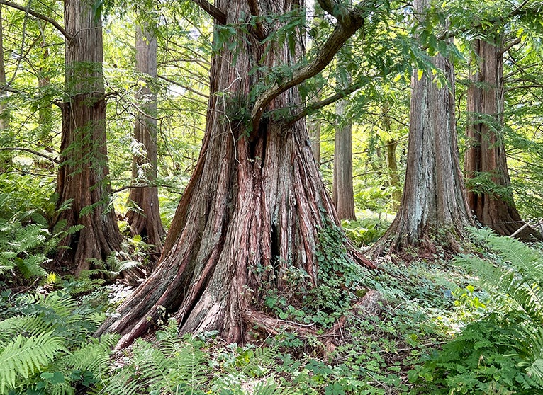 Plant Names and Provenance Dawnredwood Morris Arboretum & Gardens